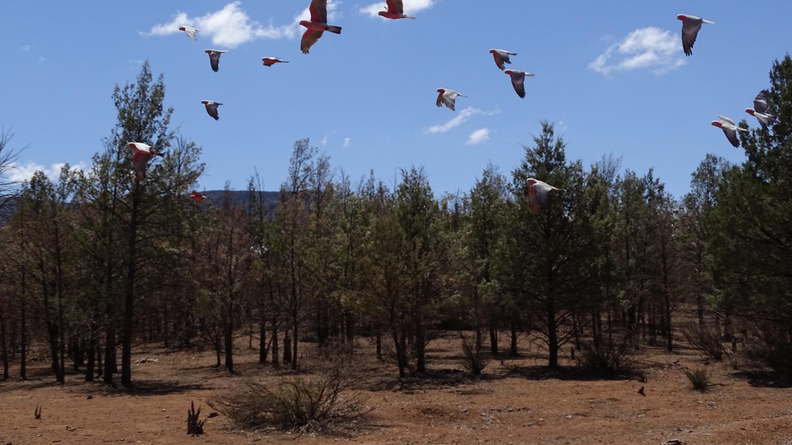 20 cockatoos