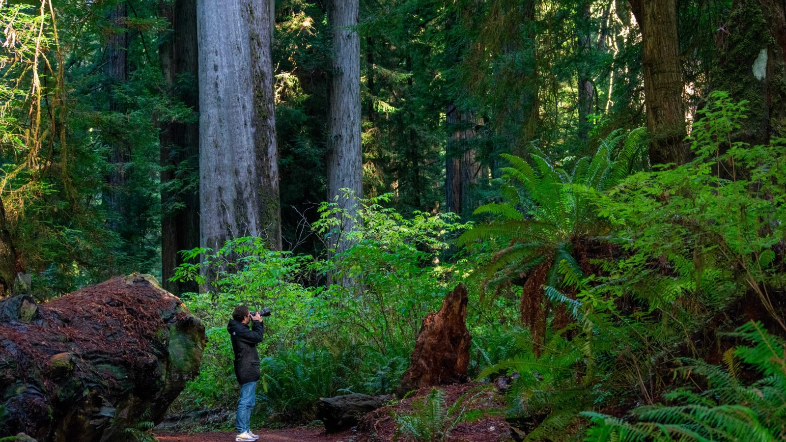 USA Redwood NP Thies famil